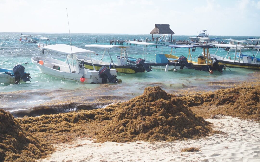 What Are the Various Sargassum Uses?