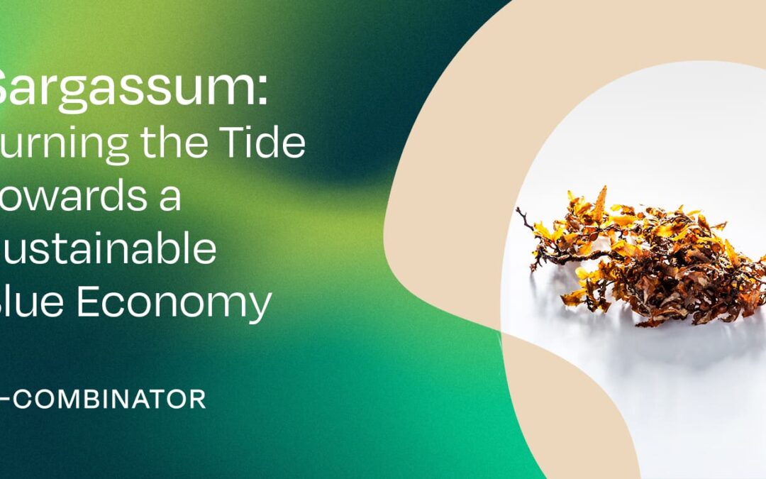 Sargassum: Turning the Tide Towards a Blue Bioeconomy