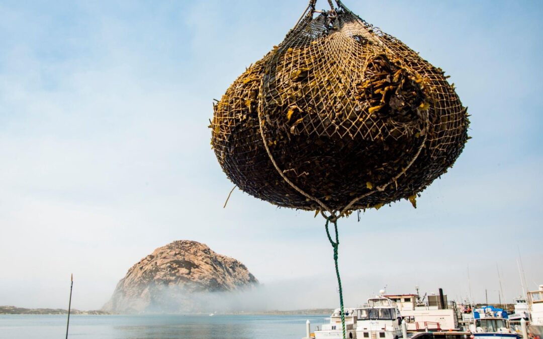Kelp vs algas: ¿hay alguna diferencia?