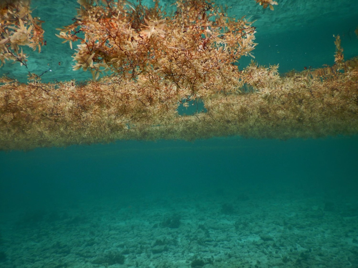 sargassum in the water