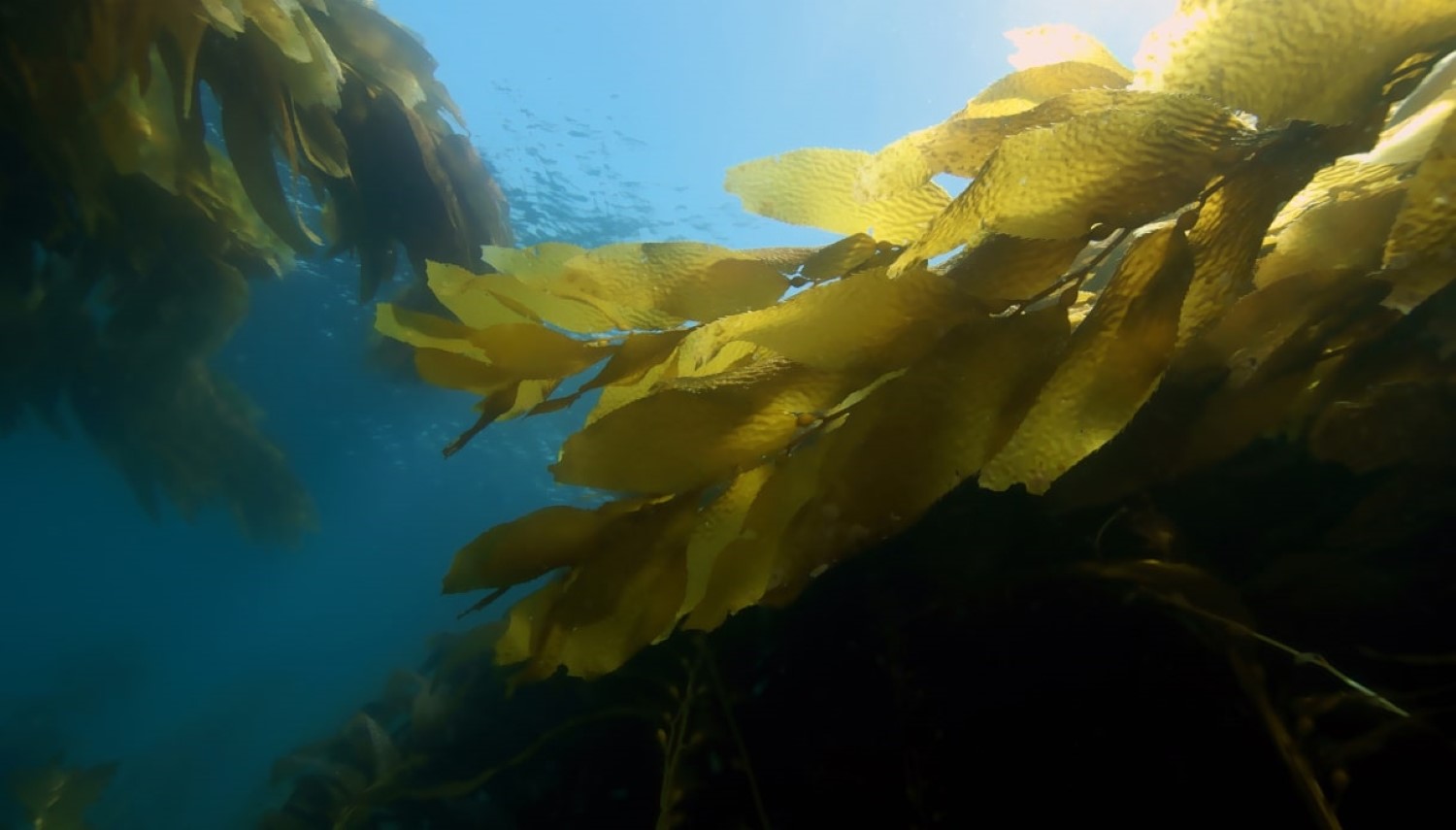 Seaweed kelp forest at Catalina Island