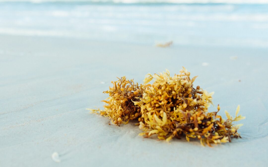 What is the sargassum solution for cleaner beaches?