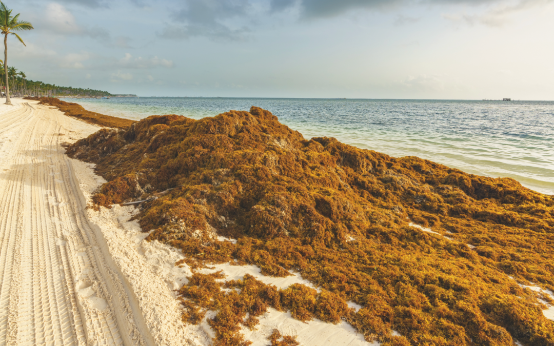 Turning Crisis into Innovation: How Carbonwave Transforms Sargassum into Sustainable Solutions